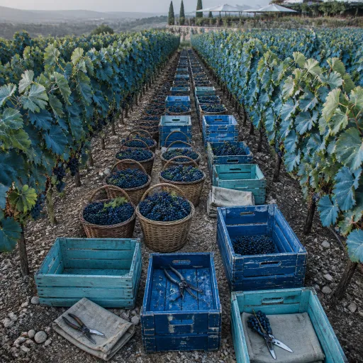 Harvest light: visiting Provence's vendange vineyards before the grapes leave the vine